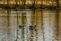 Ducks in Italian Nature Reserve Royalty Free Stock Photo