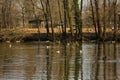 Ducks in Italian Nature Reserve Royalty Free Stock Photo