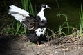Muscovy and Mallard duck hybrid, 21. Royalty Free Stock Photo