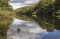 Ducks on Keg Pool at Etherow Country Park, Cheshire