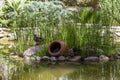 Ducks in lagoon in Elche\'s Huerto Del Cura botanical garden