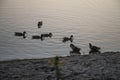 Ducks on the lagoon in Nowa Deba - summer evening Royalty Free Stock Photo
