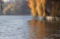 Ducks on the lake - RAW format Royalty Free Stock Photo