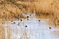 Ducks on the lake in autumn in the lake reed