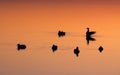 Ducks on Lake Balaton in sunset Royalty Free Stock Photo