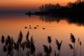 Ducks on Lake Balaton in sunset Royalty Free Stock Photo