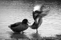 Ducks on a lake