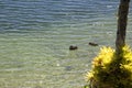 Ducks on Lake Barrine on the Atherton Tableland