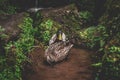 A duck in the lake, in Biddulph Grange Garden, Staffordshire, UK in the spring