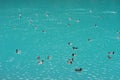 Ducks in the lake. Birds in blue water Royalty Free Stock Photo