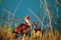 Ducks Lake edge grass water Royalty Free Stock Photo