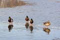 Ducks on lake - RAW format Royalty Free Stock Photo