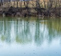 Ducks on the Lake at Greenfield Recreational Park Royalty Free Stock Photo