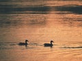 Ducks on lake ice at sunset. Sun bloody reflections Royalty Free Stock Photo