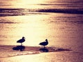 Ducks on lake ice at sunset. Sun bloody reflections Royalty Free Stock Photo