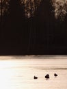 Ducks on lake ice at sunset. Sun bloody reflections Royalty Free Stock Photo