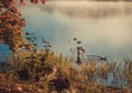 Ducks in lake, misty morning