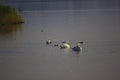 Ducks Lake mountain Swan family Royalty Free Stock Photo