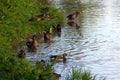 Ducks on the lake Royalty Free Stock Photo
