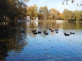 Silhouettes of mallard ducks on the water and reflection, beautiful landscape in the autumn park Royalty Free Stock Photo