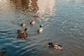 Ducks on the lake in the park. Park in the fall. Autumn trees. Wild ducks are reflected in the lake. Multi-colored bird Royalty Free Stock Photo