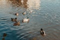 Ducks on the lake in the park. Park in the fall. Autumn trees. Wild ducks are reflected in the lake. Multi-colored bird Royalty Free Stock Photo