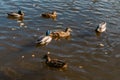 Ducks on the lake in the park. Park in the fall. Autumn trees. Wild ducks are reflected in the lake. Multi-colored bird Royalty Free Stock Photo