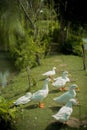 ducks in the lake park, swan Royalty Free Stock Photo