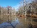 ducks in lake or pond in swamp or wetland Royalty Free Stock Photo