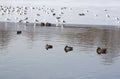 Ducks on lake - RAW format Royalty Free Stock Photo