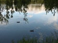 Ducks on the lake Royalty Free Stock Photo