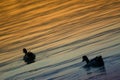 Ducks on the lake at sunset Royalty Free Stock Photo