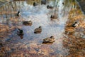 ducks in the lake swim in the autumn.protection of animals.wild ducks