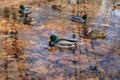ducks in the lake swim in the autumn.protection of animals.wild ducks