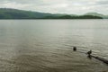 Ducks in a lake, village of Luss Scotland Royalty Free Stock Photo