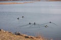 ducks on the lake wangsong lake suwon city gyeonggido South Korea Royalty Free Stock Photo