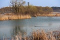 ducks on the lake wangsong lake suwon city gyeonggido South Korea Royalty Free Stock Photo