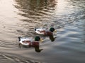 Ducks on the lake water