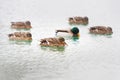 Ducks in lake water Royalty Free Stock Photo
