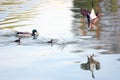 Ducks on a lake