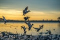 Ducks Landing At Sunset