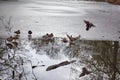 Ducks landing on the surface of half-frosen pond Royalty Free Stock Photo