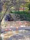 Flamingos and ducks near a water body in Dallas zoo