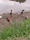 ducks looking for food