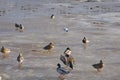 Ducks are looking for food on the frozen river.