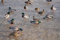 Ducks are looking for food on the frozen river.