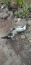 Ducks are looking for leftover food in landfills