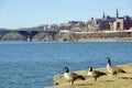 Ducks looking at the Potomac