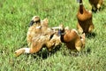 Ducks looking for worms and food in the rice field area of ??the farm at Rawa Pening lake, Ambarawa, Indonesia