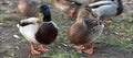 Ducks in love. Mallard Duck and Female